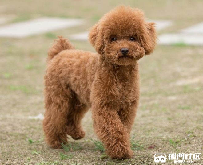 泰迪狗一只谁要