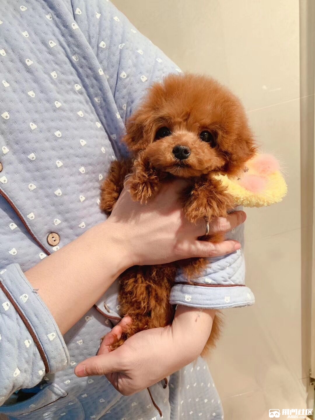 精品纯种茶杯犬【泰迪】疫苗已打公母都有