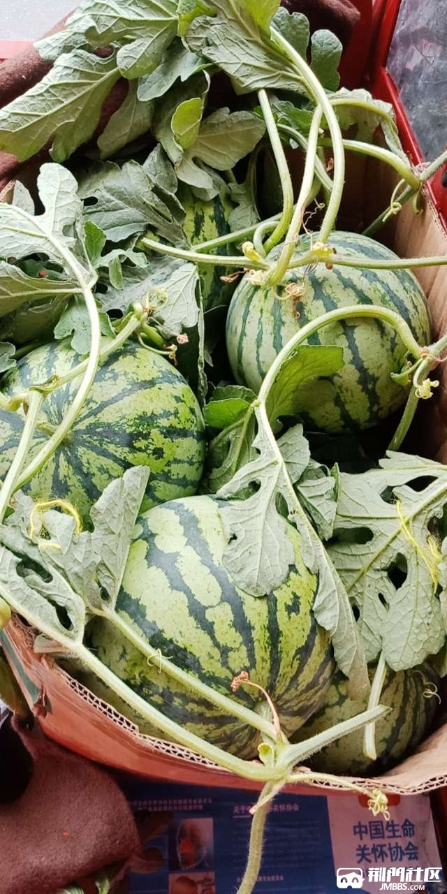 这么高颜值的双井西瓜有人来撩吗