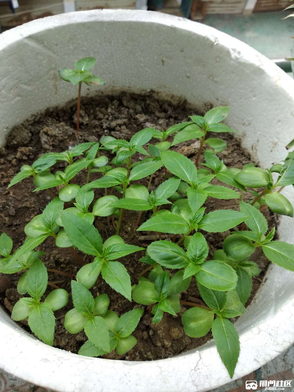 小苗子有人要么