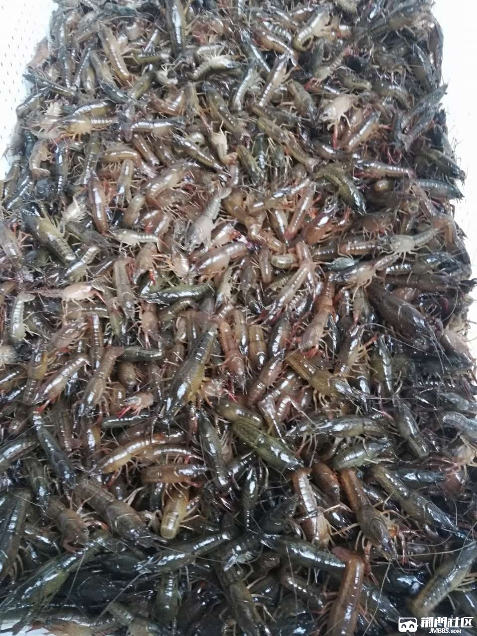 沙洋官当出售自家塘口虾苗