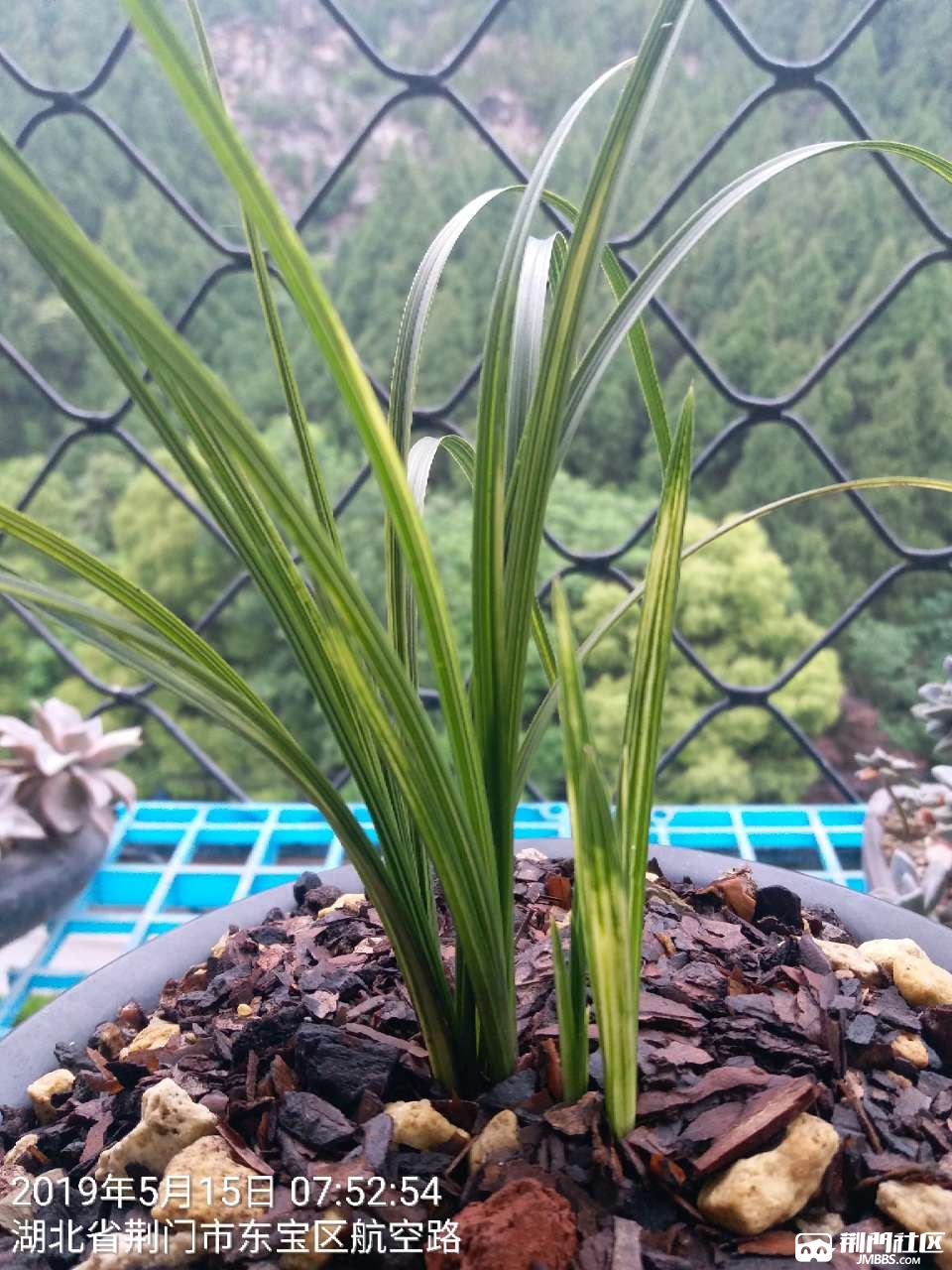 2019年兰花叶艺欣赏