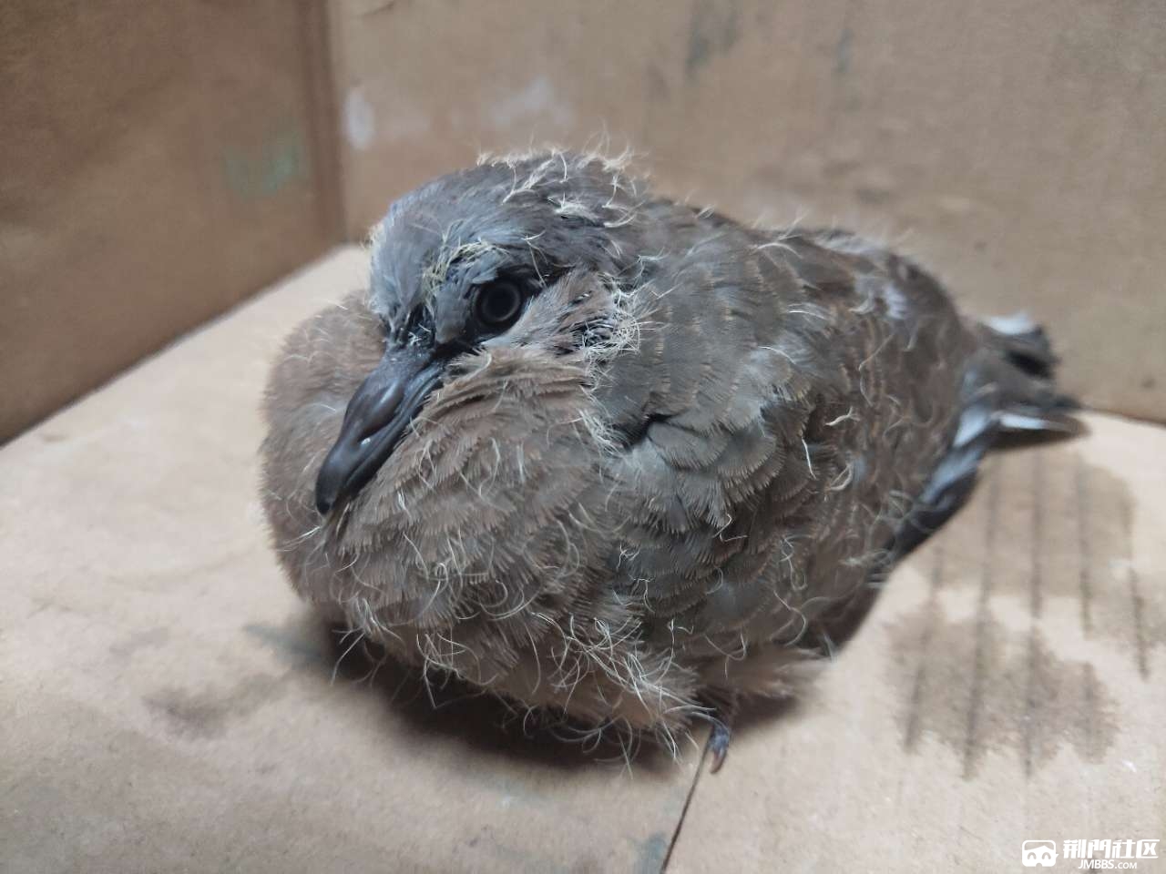 捡到一只小斑鸠不会养有没有哪位大神会养的求带走