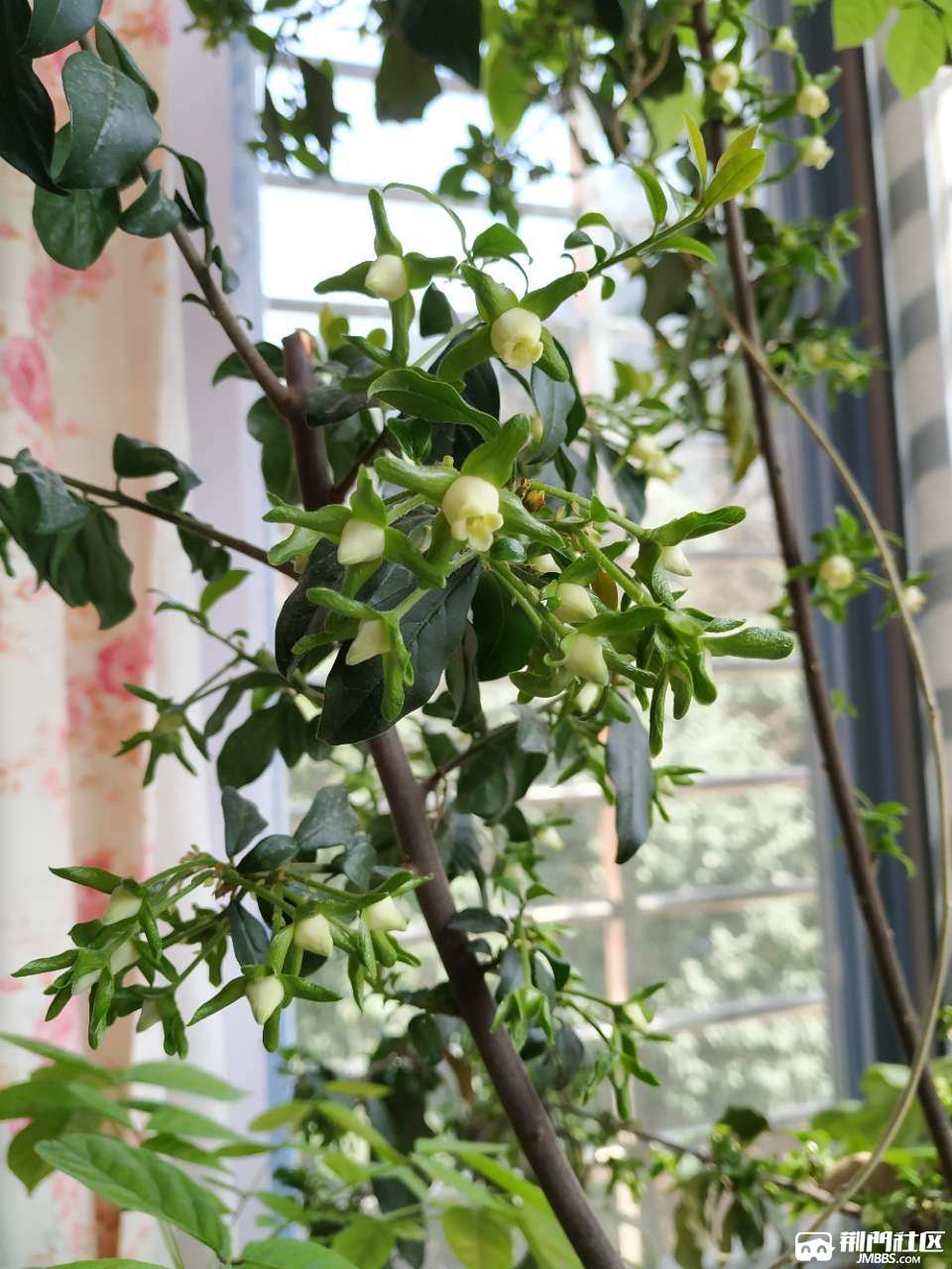 求购金弹子苗熟桩