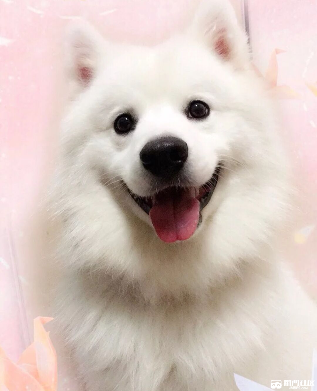 微笑天使萨摩耶,笑起来超甜