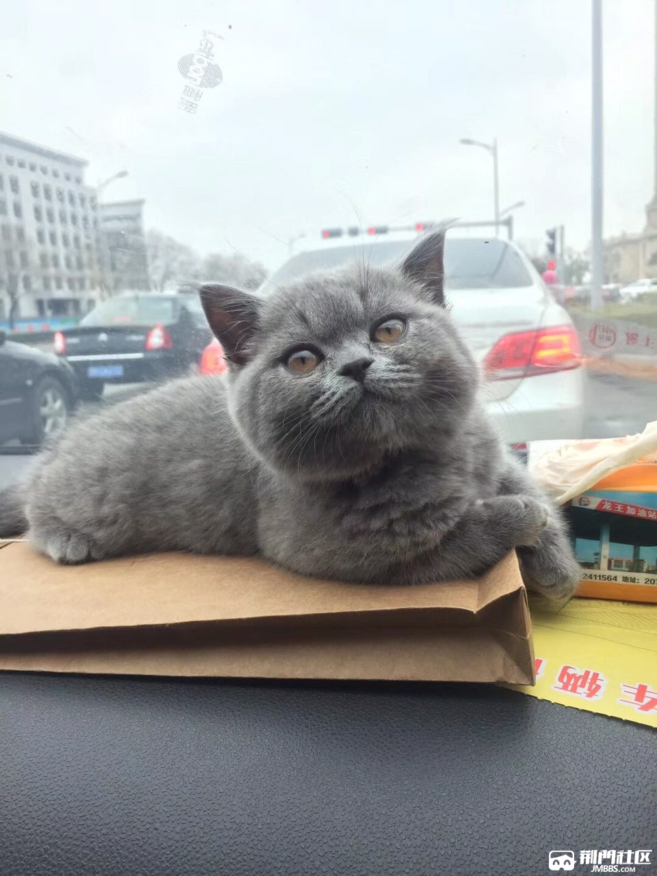 网红小蓝猫预售