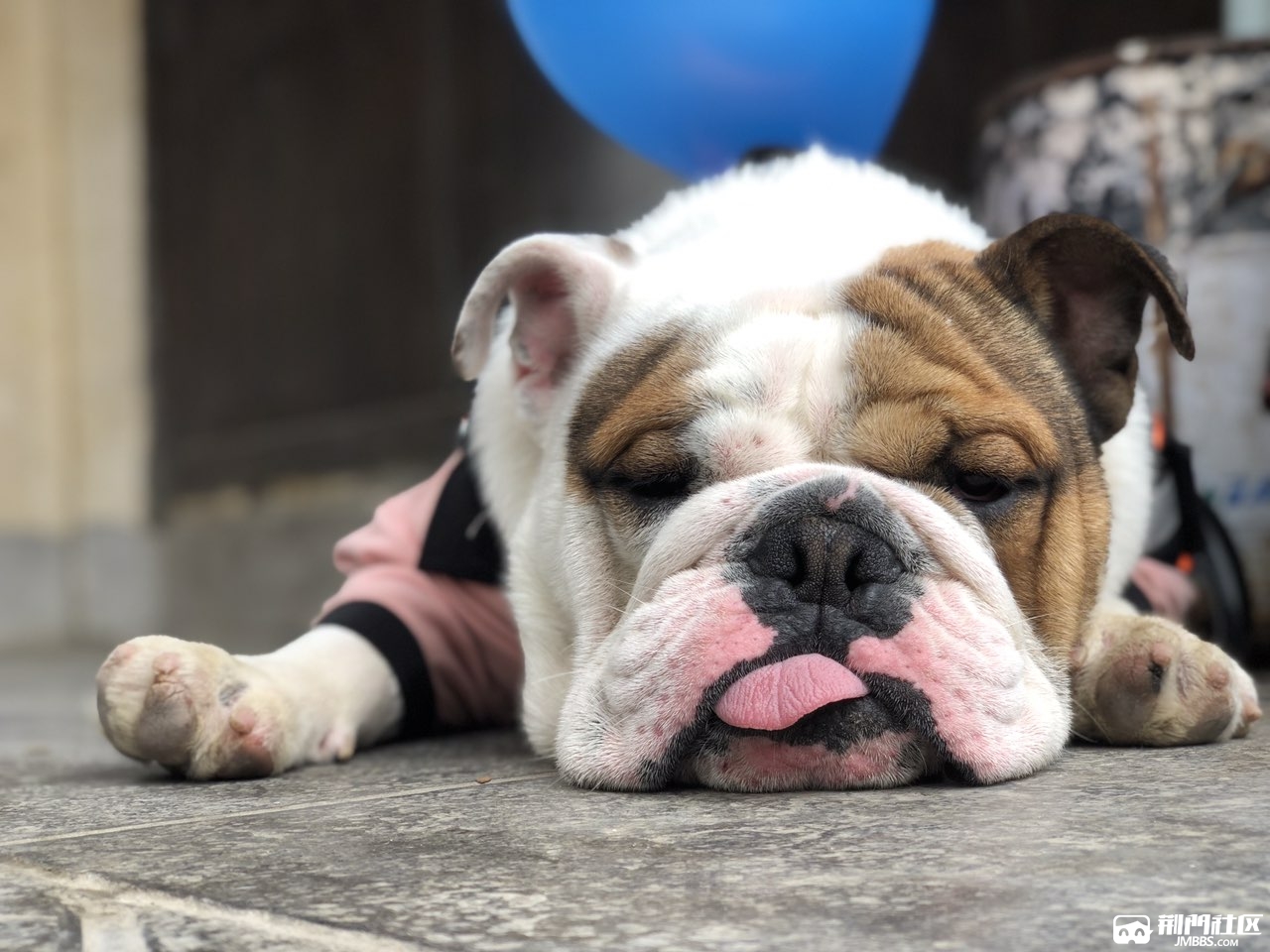 公英斗找一只母英斗配种