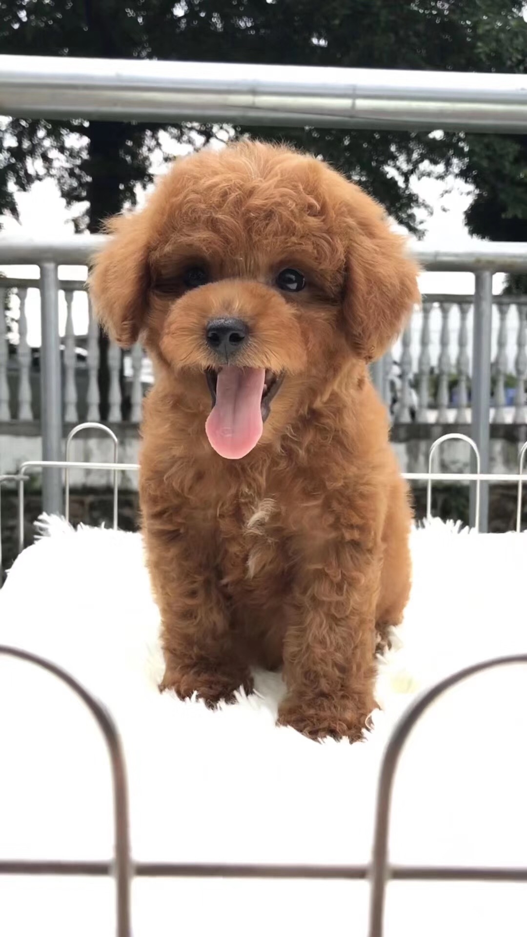 自家小体娃娃脸泰迪