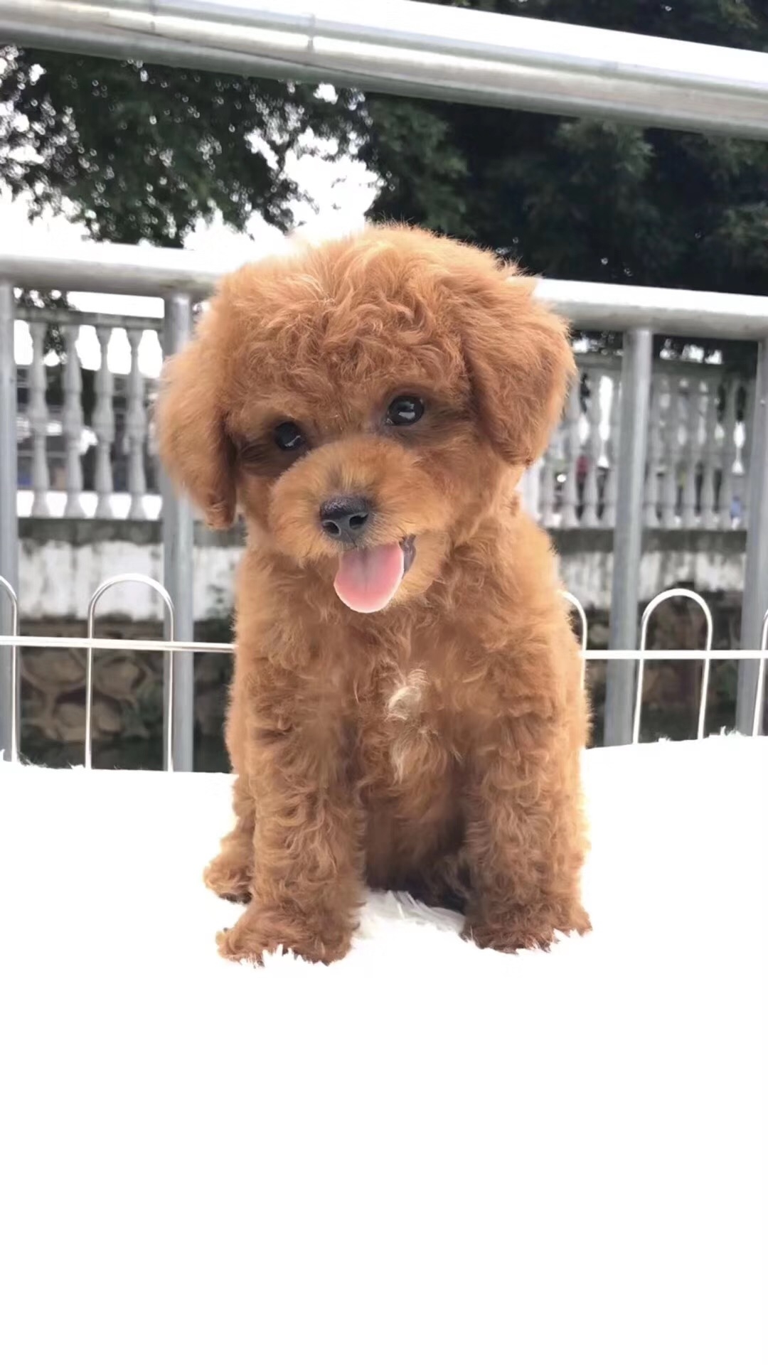 自家小体娃娃脸泰迪