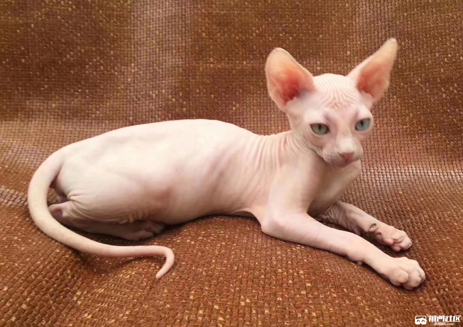 忠诚粘人不掉毛斯芬克斯无毛猫