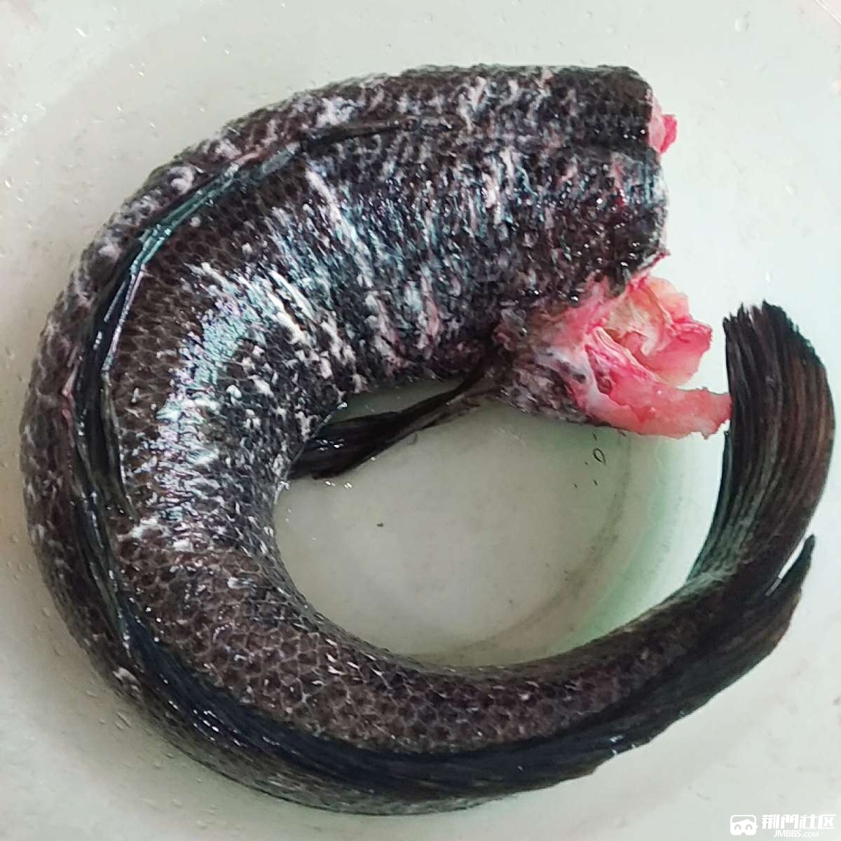 8斤重滴大黑鱼,别人帮忙才把它杀了,上午给婆婆拿回