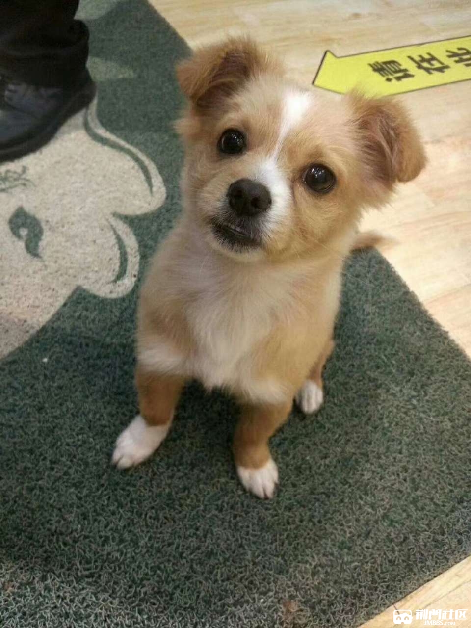 寻黄白相间狗狗来福!