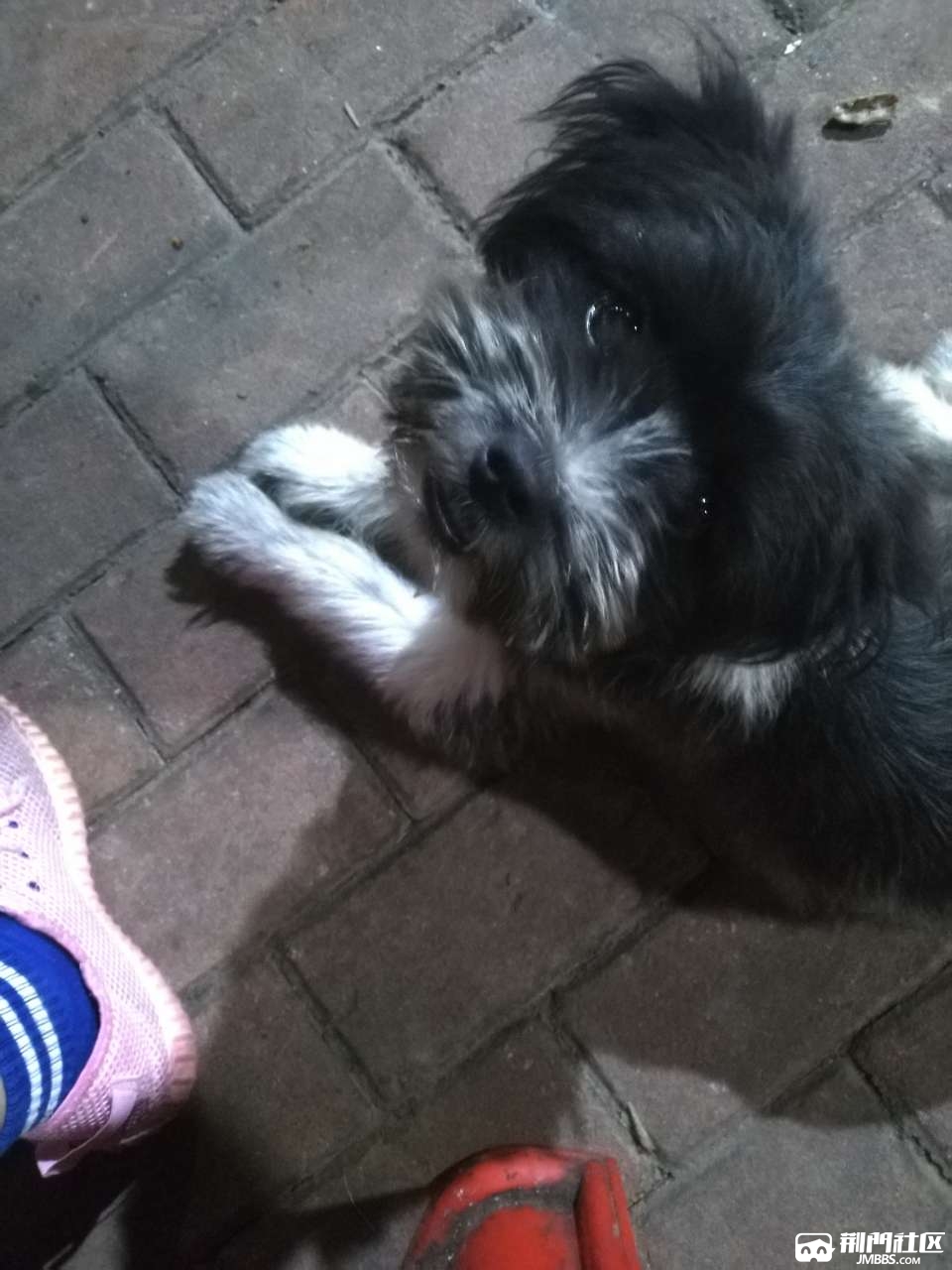 家有一只小型狗狗,黑白灰相间,特别听话,会卖萌撒娇