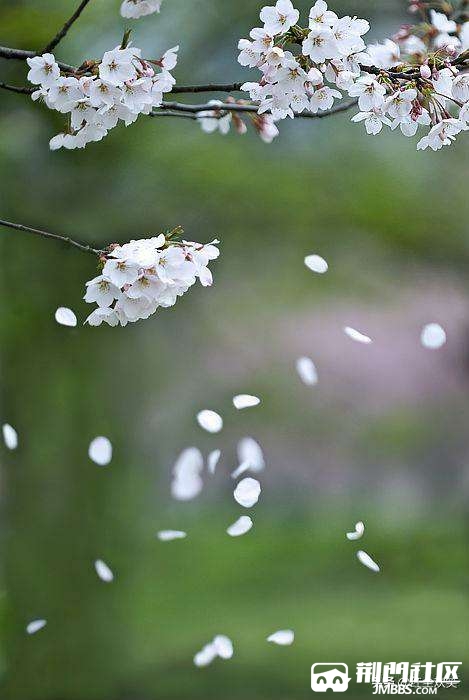 岁月艰难漫步过心中寂寥与谁说落花无意随流水白