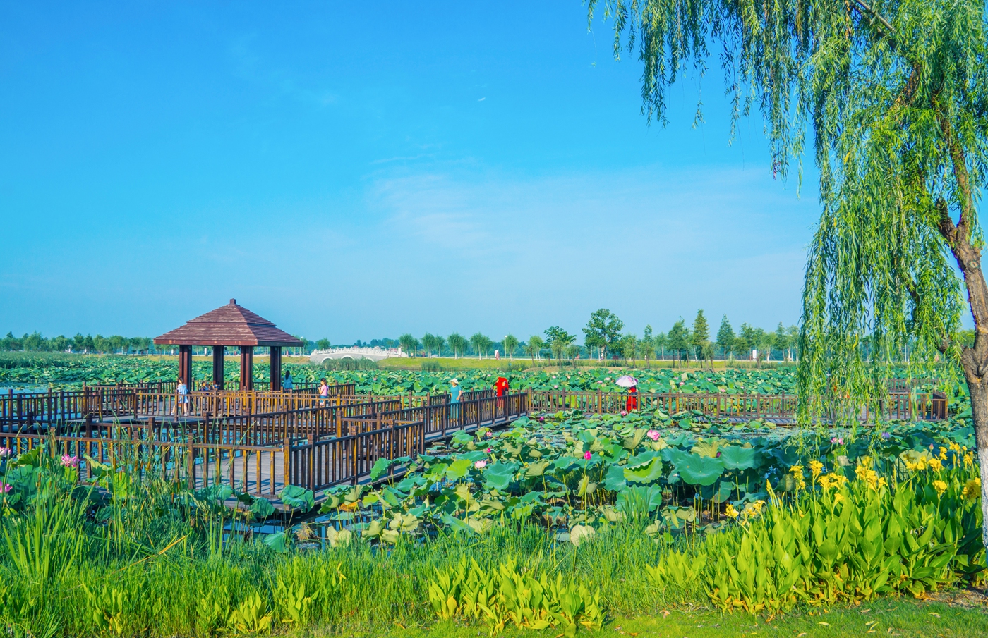 风景这边独好凤凰湿地公园