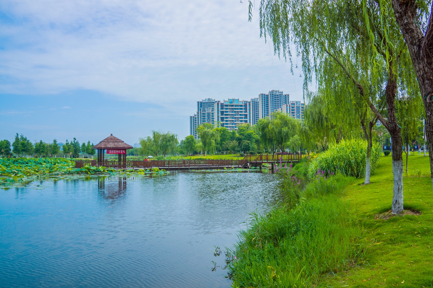 風景這邊獨好---鳳凰溼地公園 - 我是拍客 - 荊門社區 - 強勢媒體