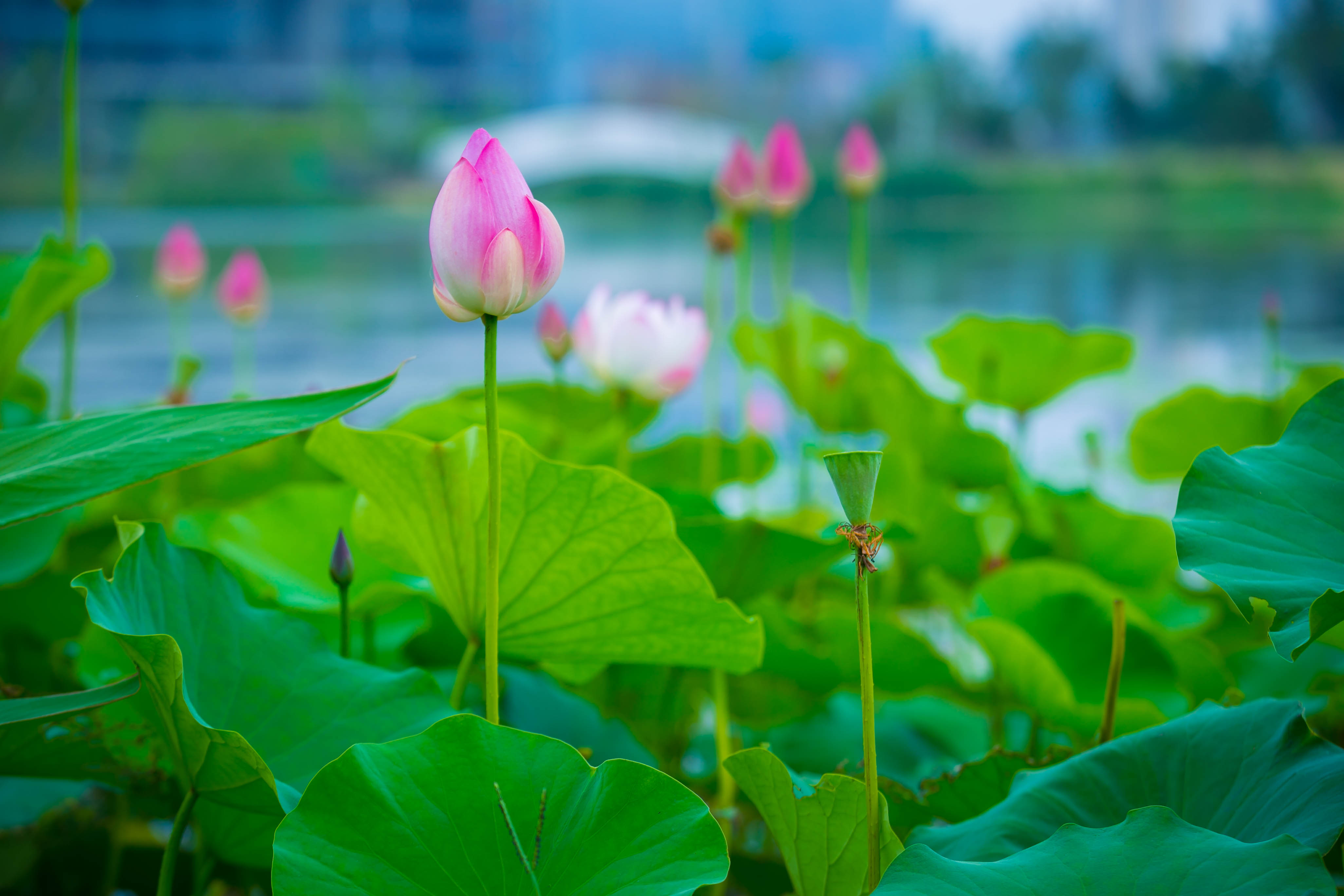 清凉地打卡 荷塘边边