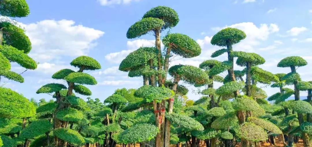侧柏栽植距离