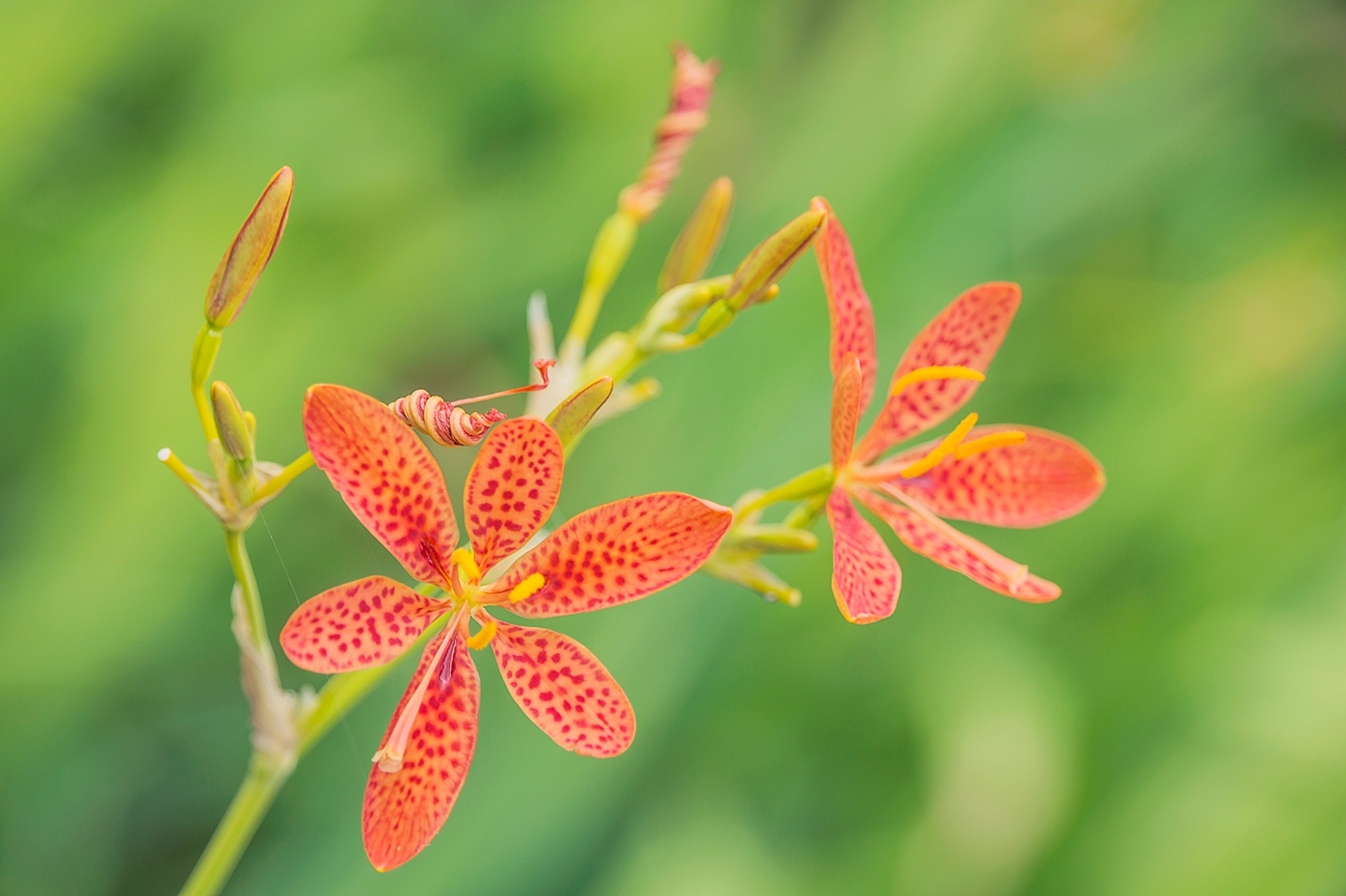 风姿绰约射干花 - 我是拍客 - 荆门社区 - 强势媒体 荆门门户 【官网
