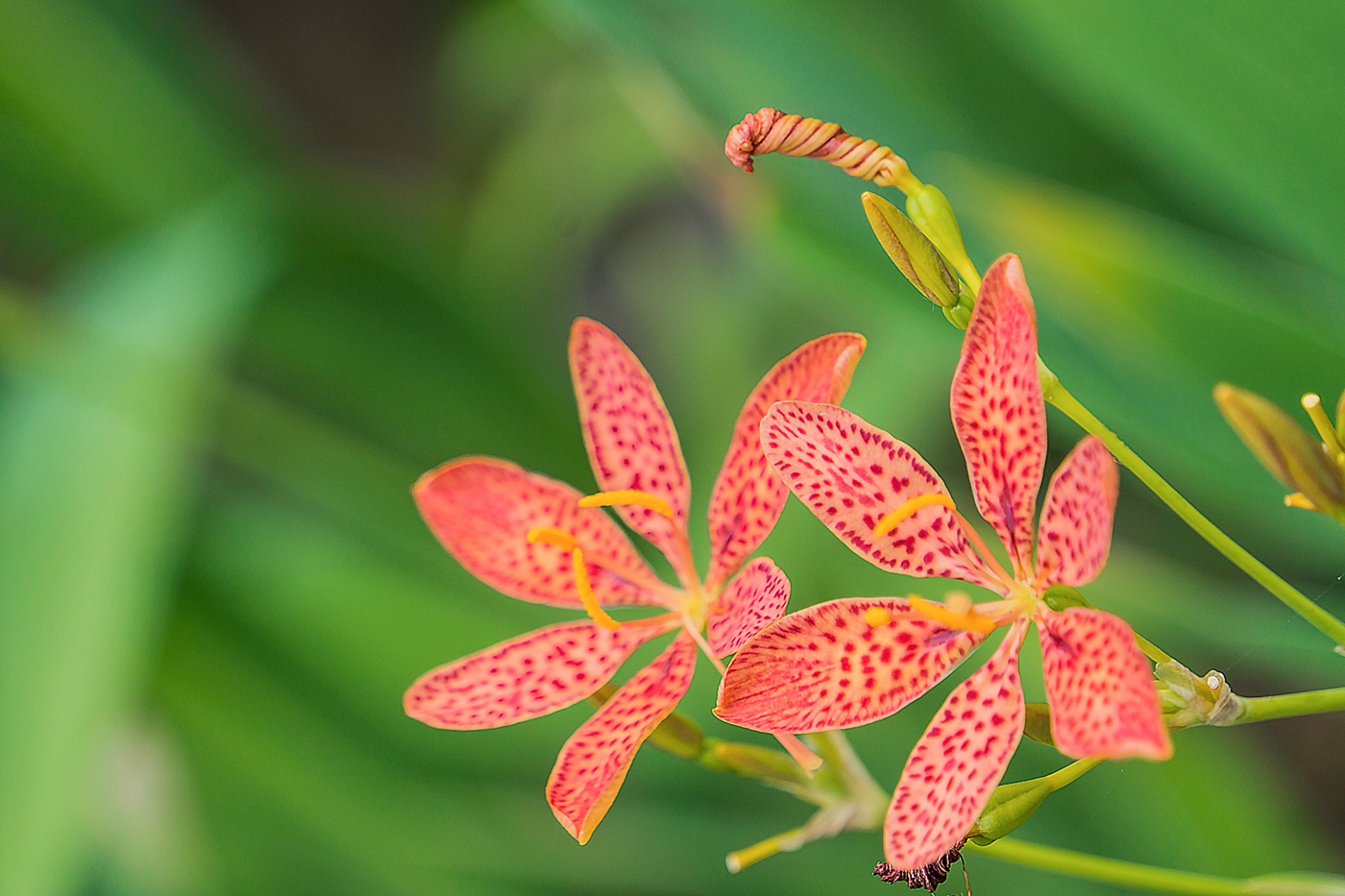 风姿绰约射干花 - 我是拍客 - 荆门社区 - 强势媒体 荆门门户 【官网