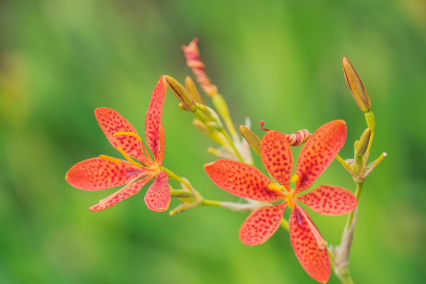 风姿绰约射干花 - 我是拍客 - 荆门社区 - 强势媒体 荆门门户 【官网