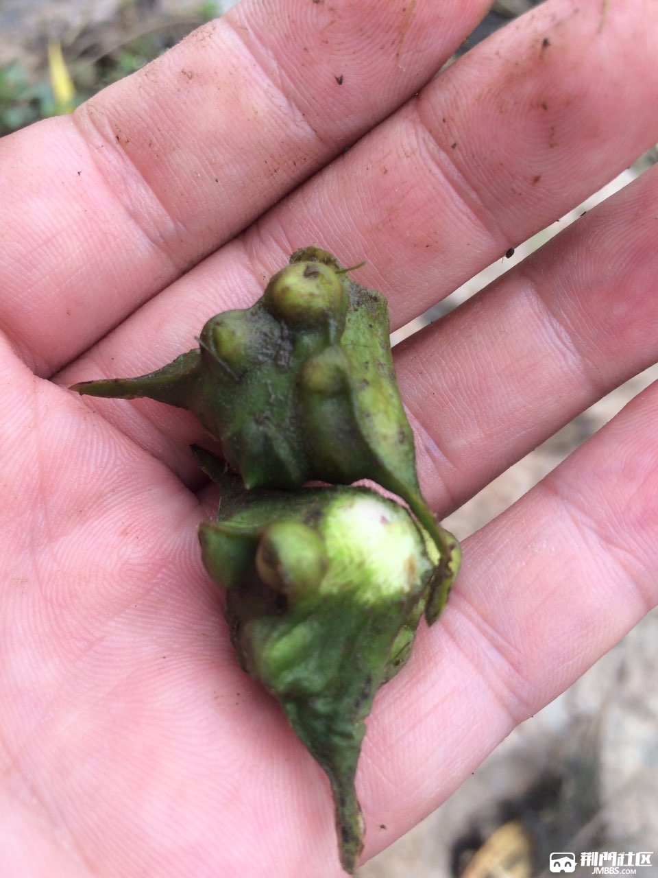 一早上同学送来了刚煮好的野生菱角,你们吃过这个野菱角吗?