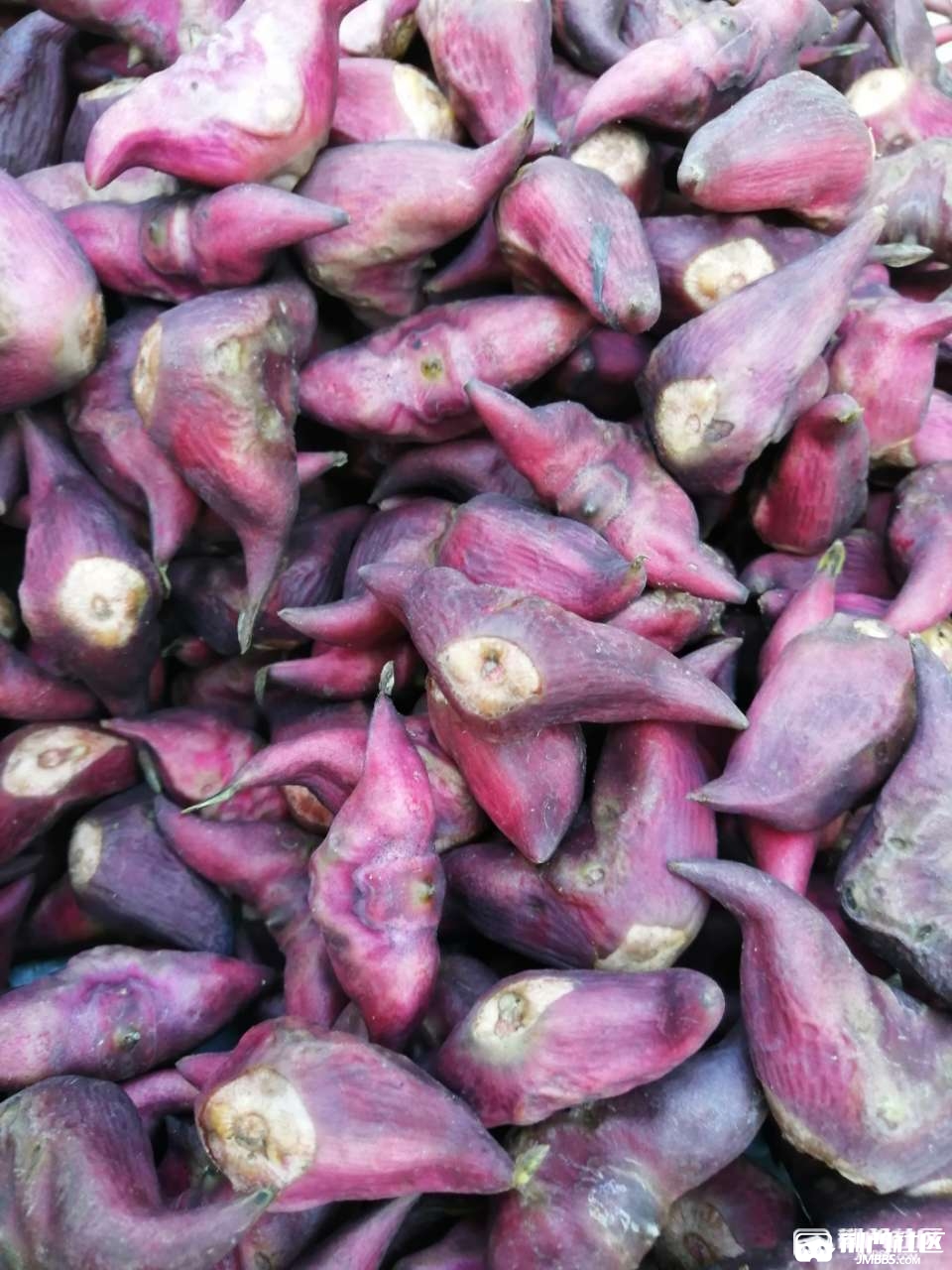 比大滴红菱角卖滴贵