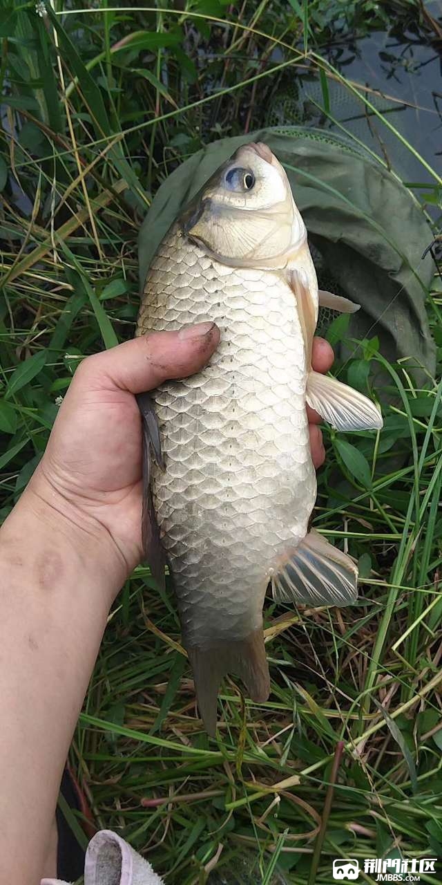 漳河野生鲫鱼