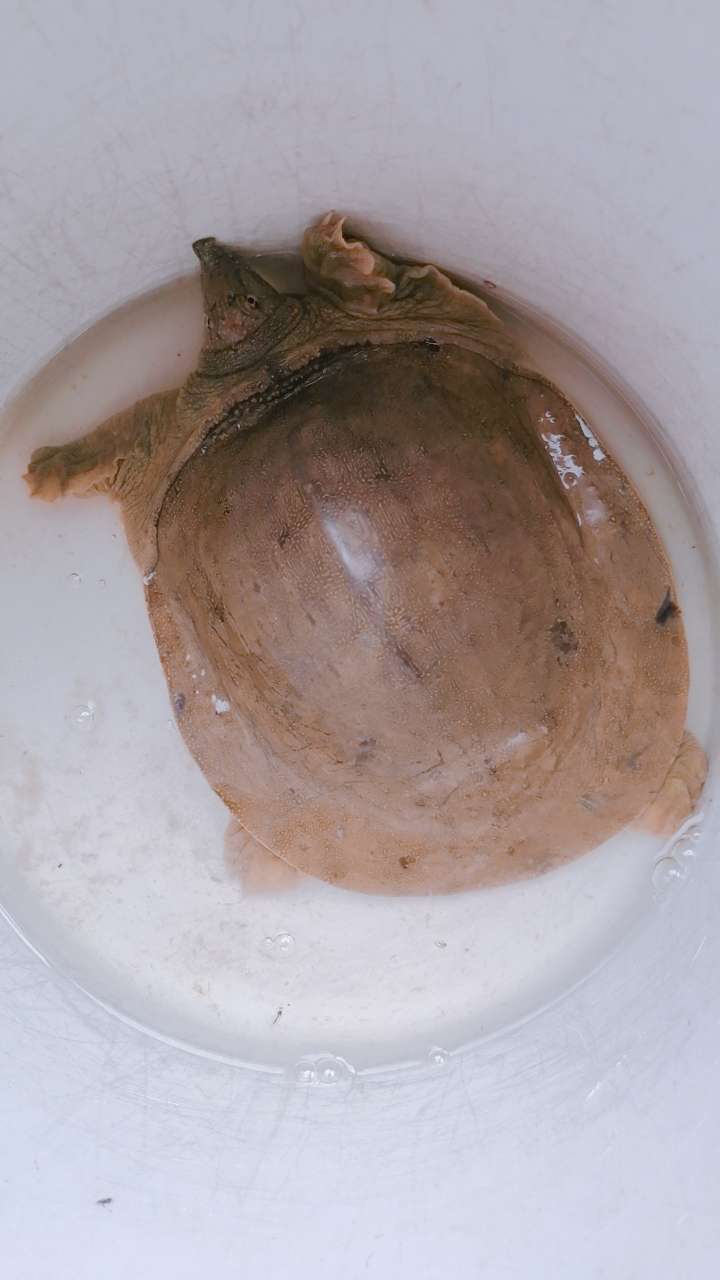 第一个不知道叫什么甲鱼背上巩起来高高滴第2个是