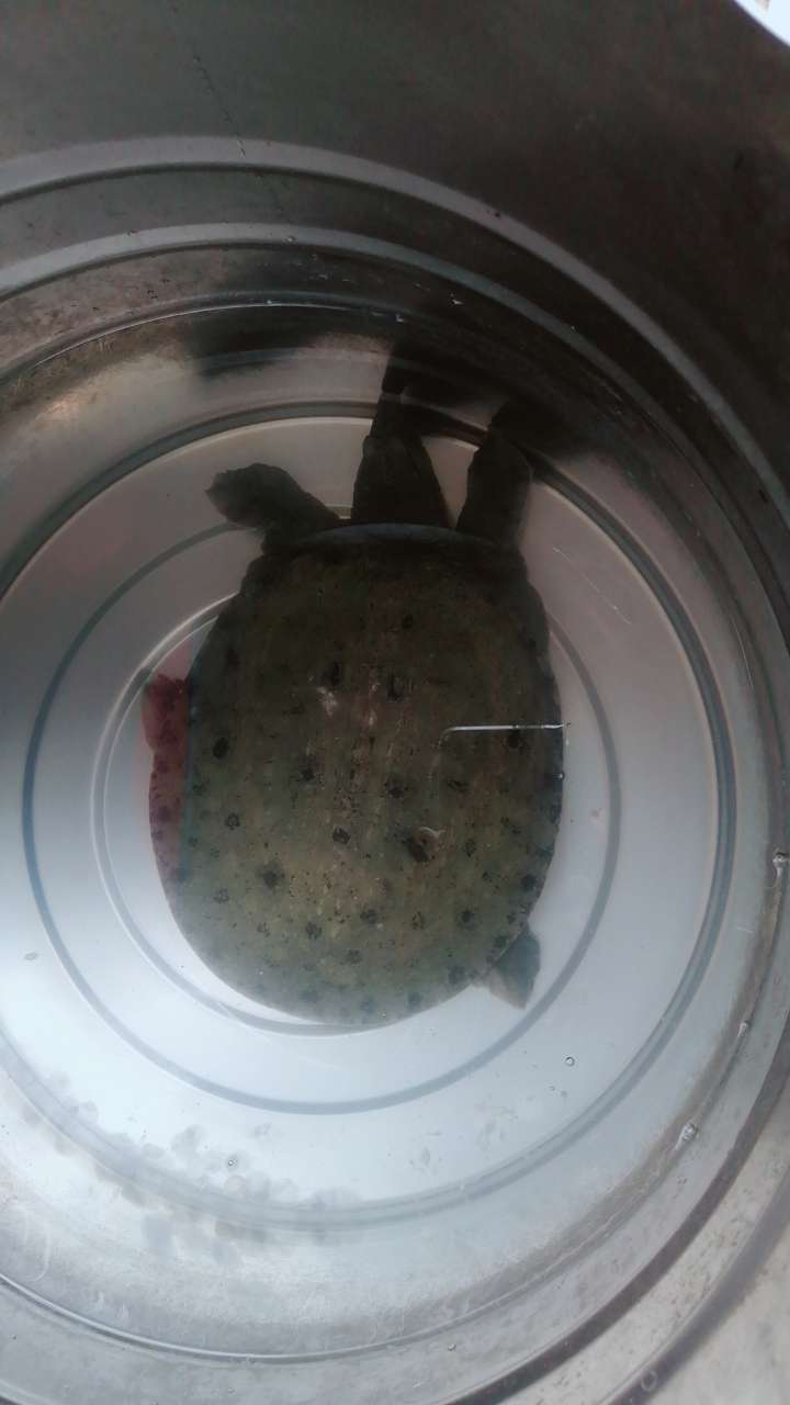 第一个不知道叫什么甲鱼背上巩起来高高滴第2个是