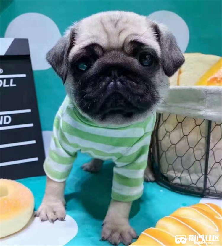 鹰版巴哥幼犬.多只可选 赠户口 包健康