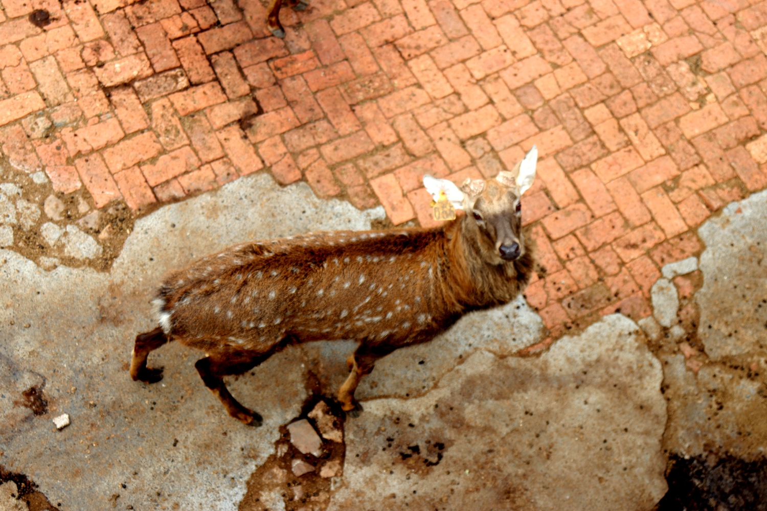 这个季节屈家岭白鹿春梅花鹿皮毛有梅花斑点了!
