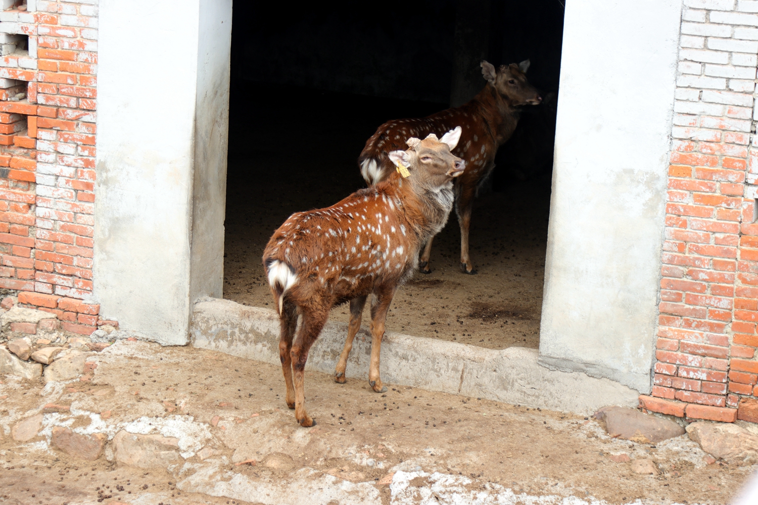 这个季节屈家岭白鹿春梅花鹿皮毛有梅花斑点了!