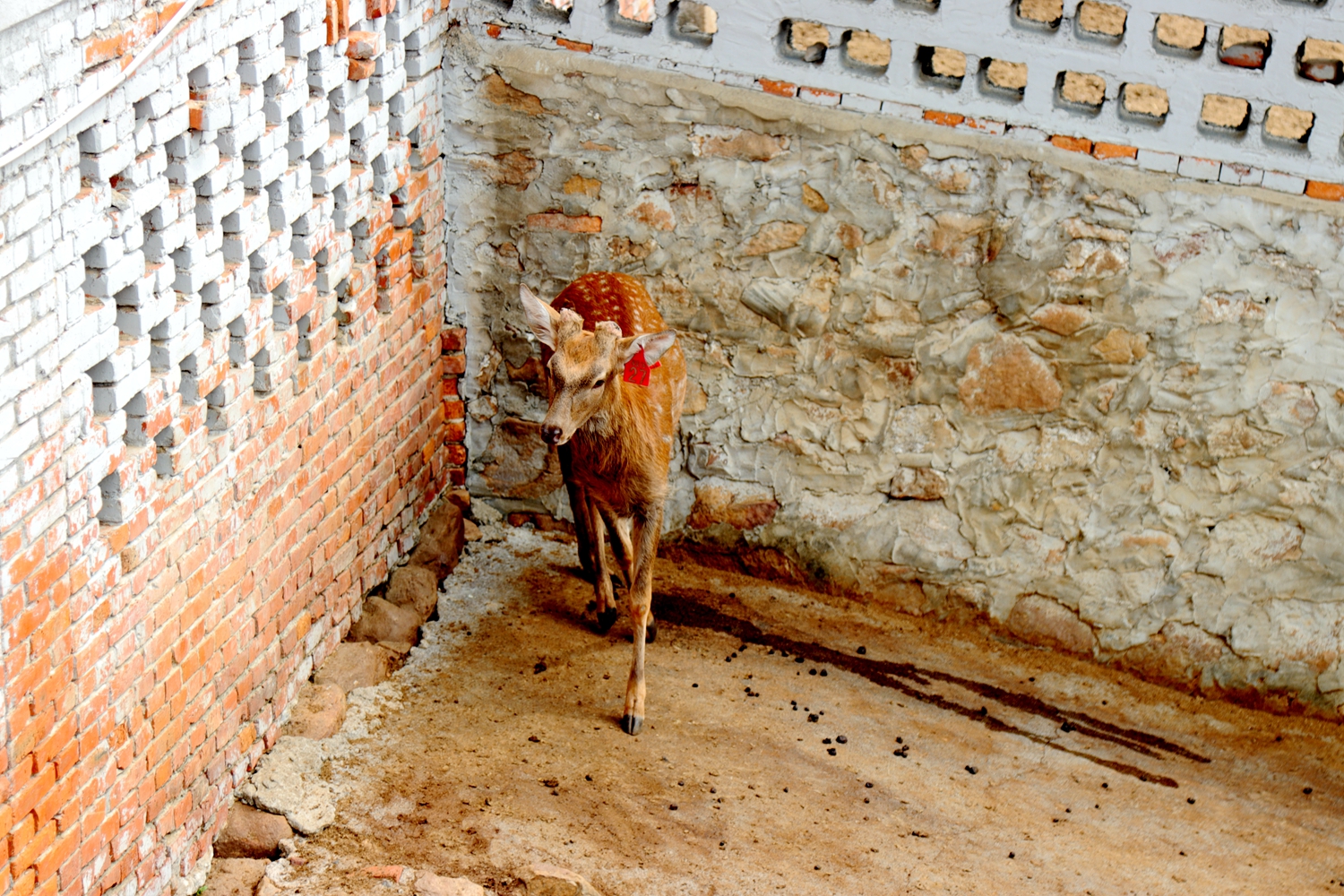 这个季节屈家岭白鹿春梅花鹿皮毛有梅花斑点了!