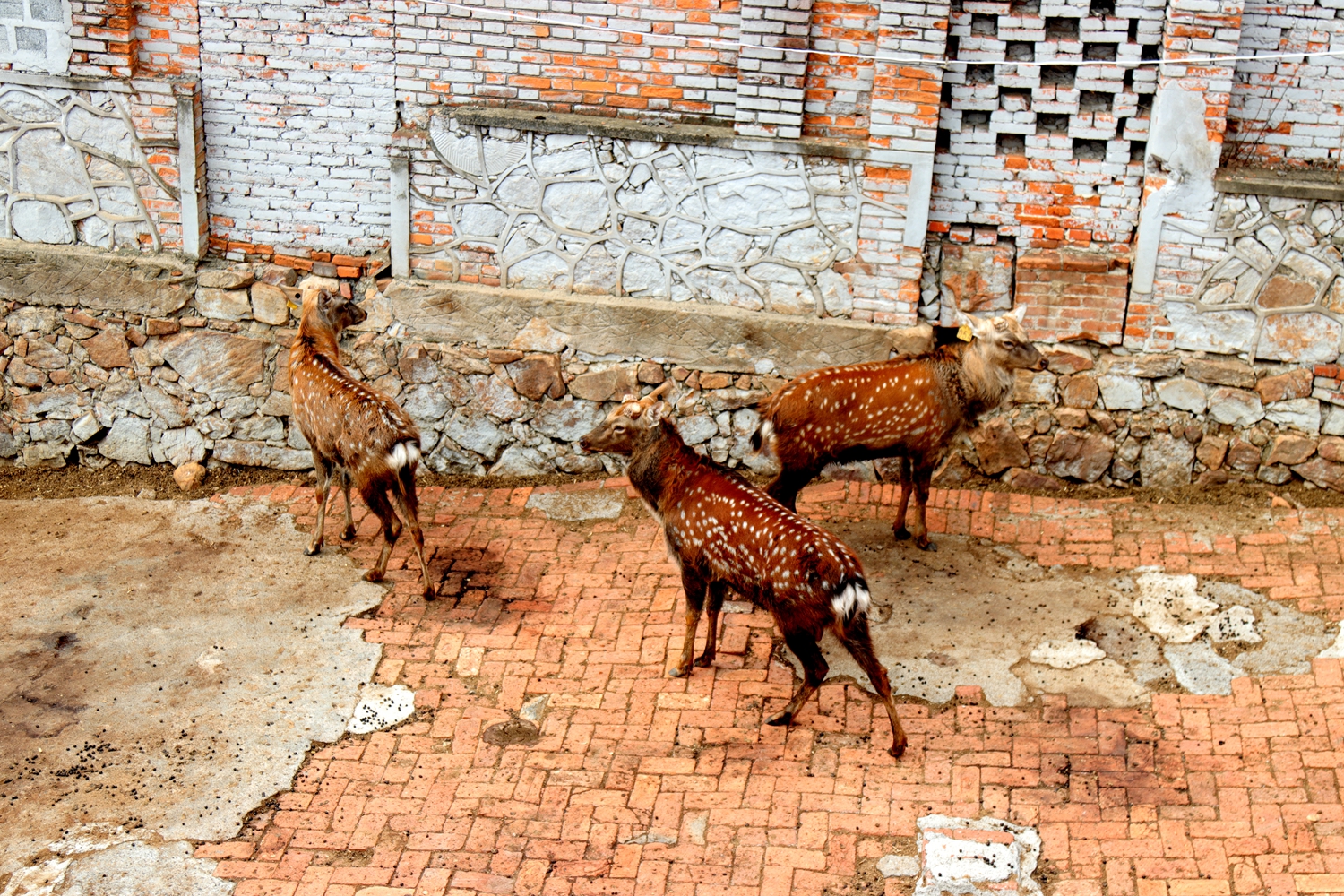 这个季节屈家岭白鹿春梅花鹿皮毛有梅花斑点了!