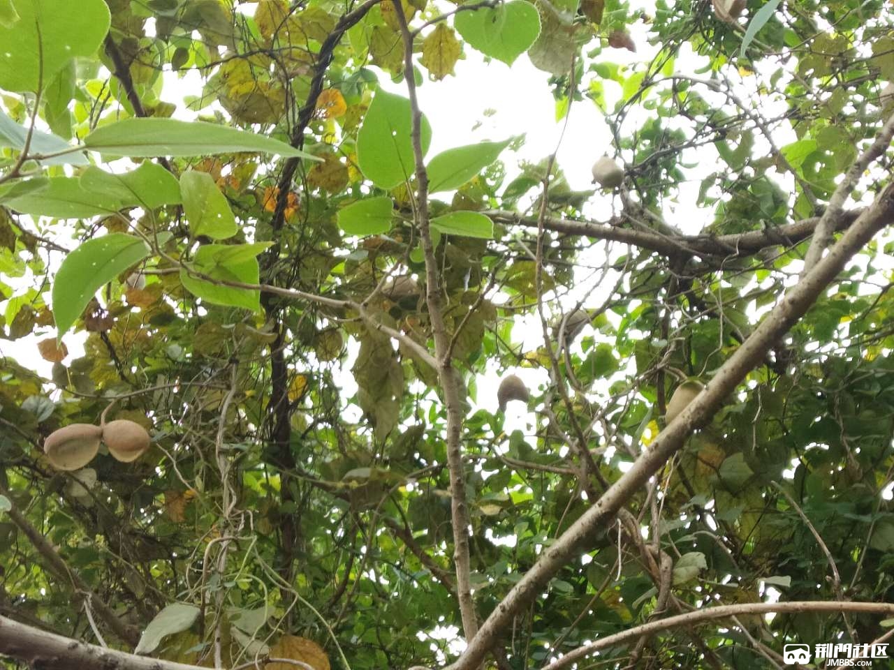 八月炸味奶香甜余味悠长 - 吃喝玩乐 - 荆门社区 - 强势媒体 荆门门户