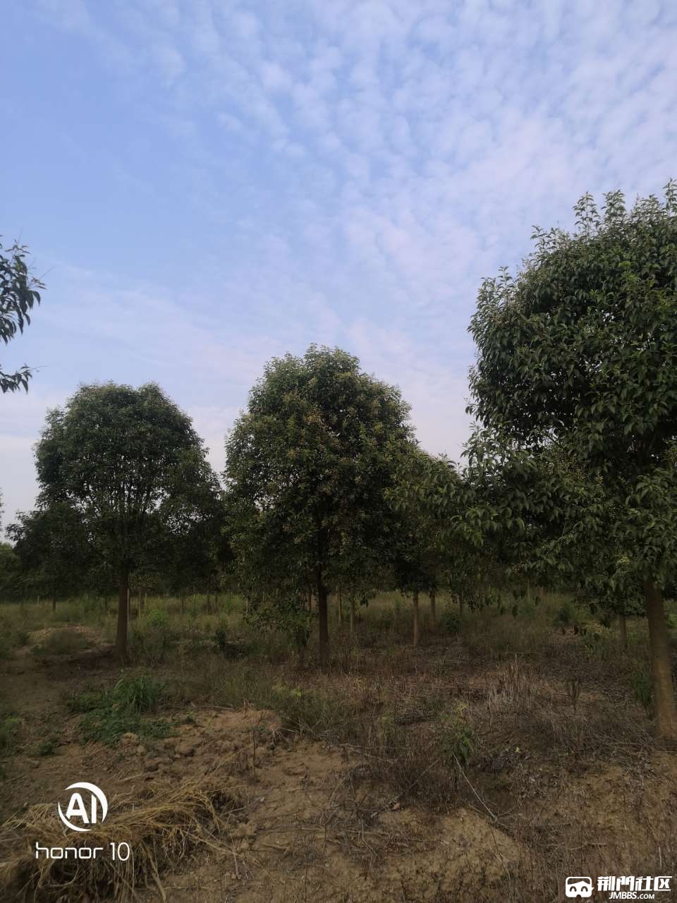 长期收购苗木大型乔木