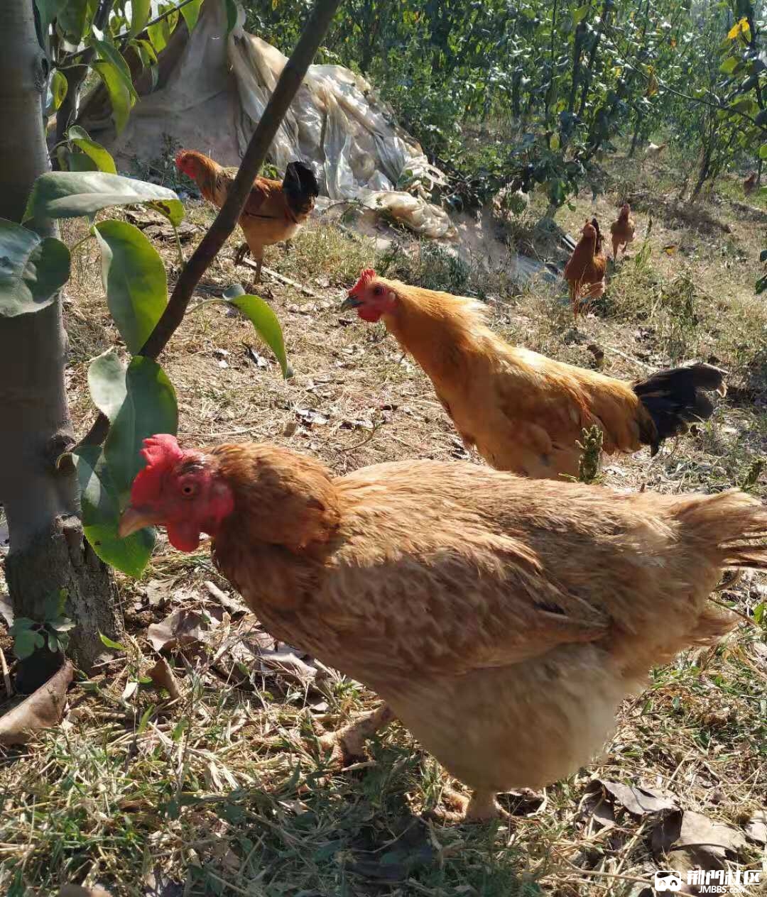 城北郊区6公里农家果园散养土鸡出售