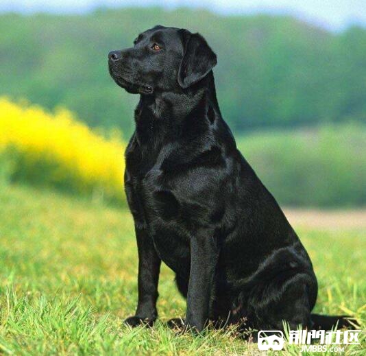 黑色拉布拉多