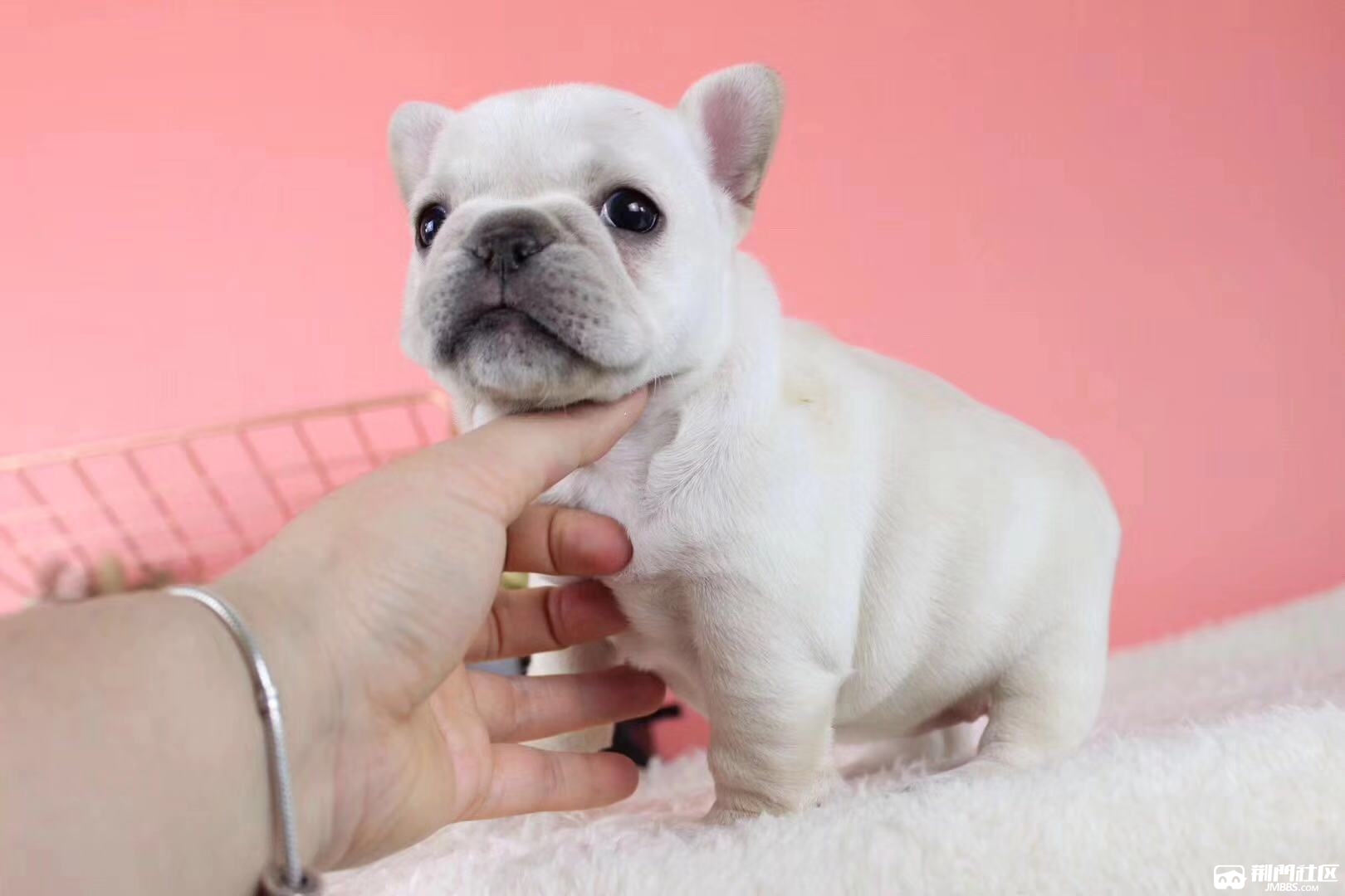 小短腿奶油法斗 健康纯种包售后 赠送疫苗本