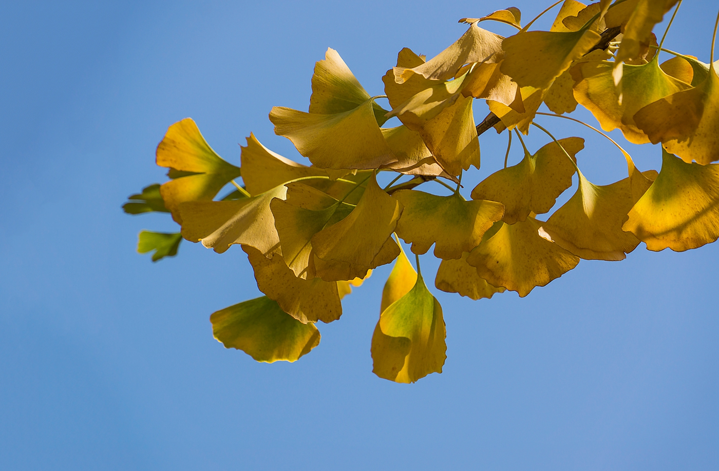 随手拍秋天银杏叶黄秋意浓