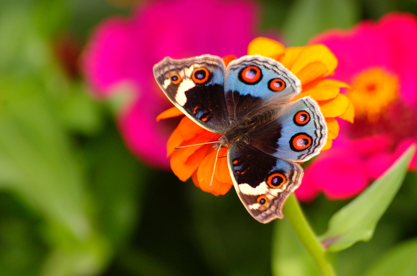 【随手拍秋天】会飞的花朵-------蝴蝶 - 我是拍客 - 荆门社区 -