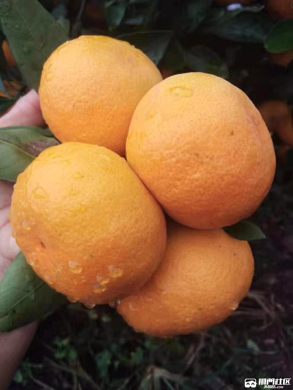 漳河蜜桔,欢迎采摘,18872857768胡女士