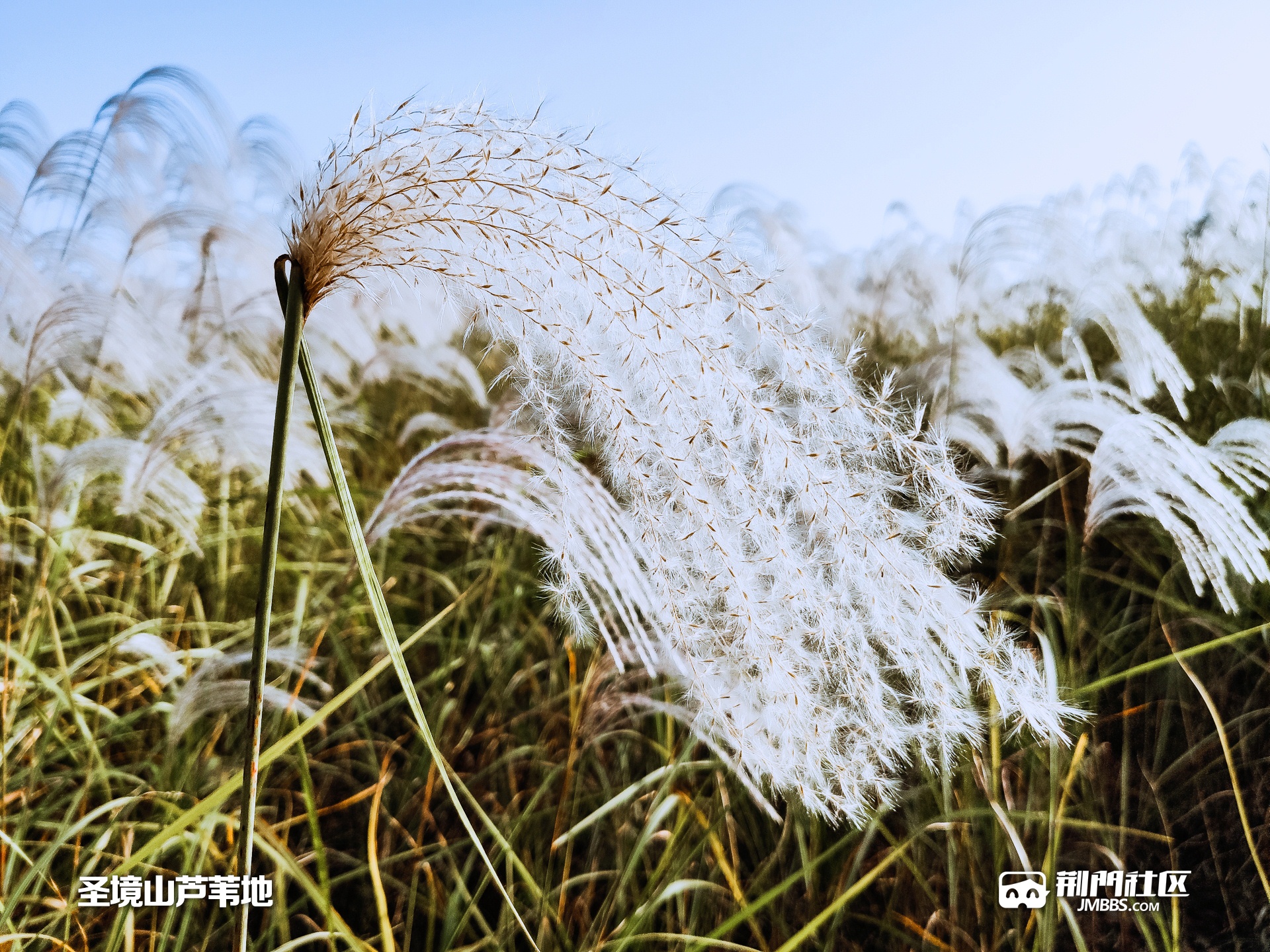 芦苇地豆瓣图片