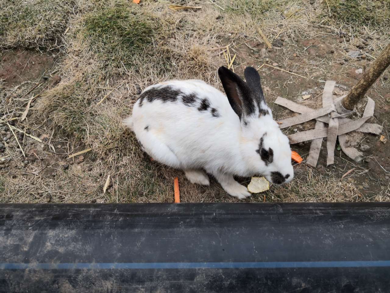 荆门动物园开业了