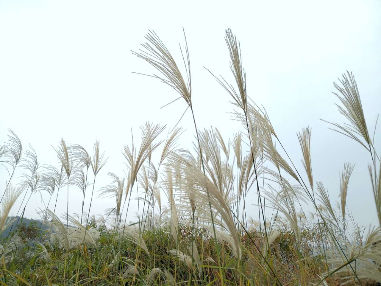 【随手拍秋天】荻花