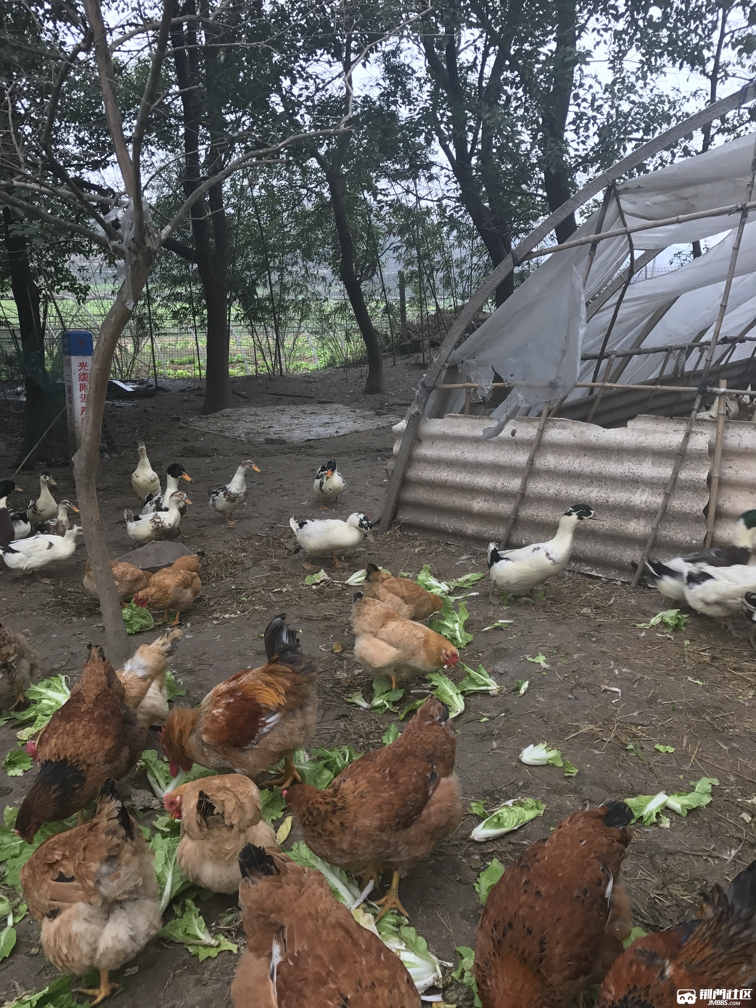 需要农村土鸡土鸭的v我