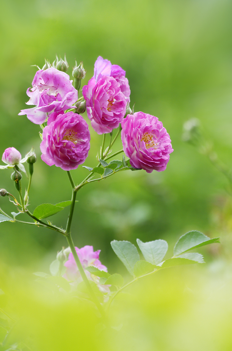 夏花冬赏-------娇媚的蔷薇花