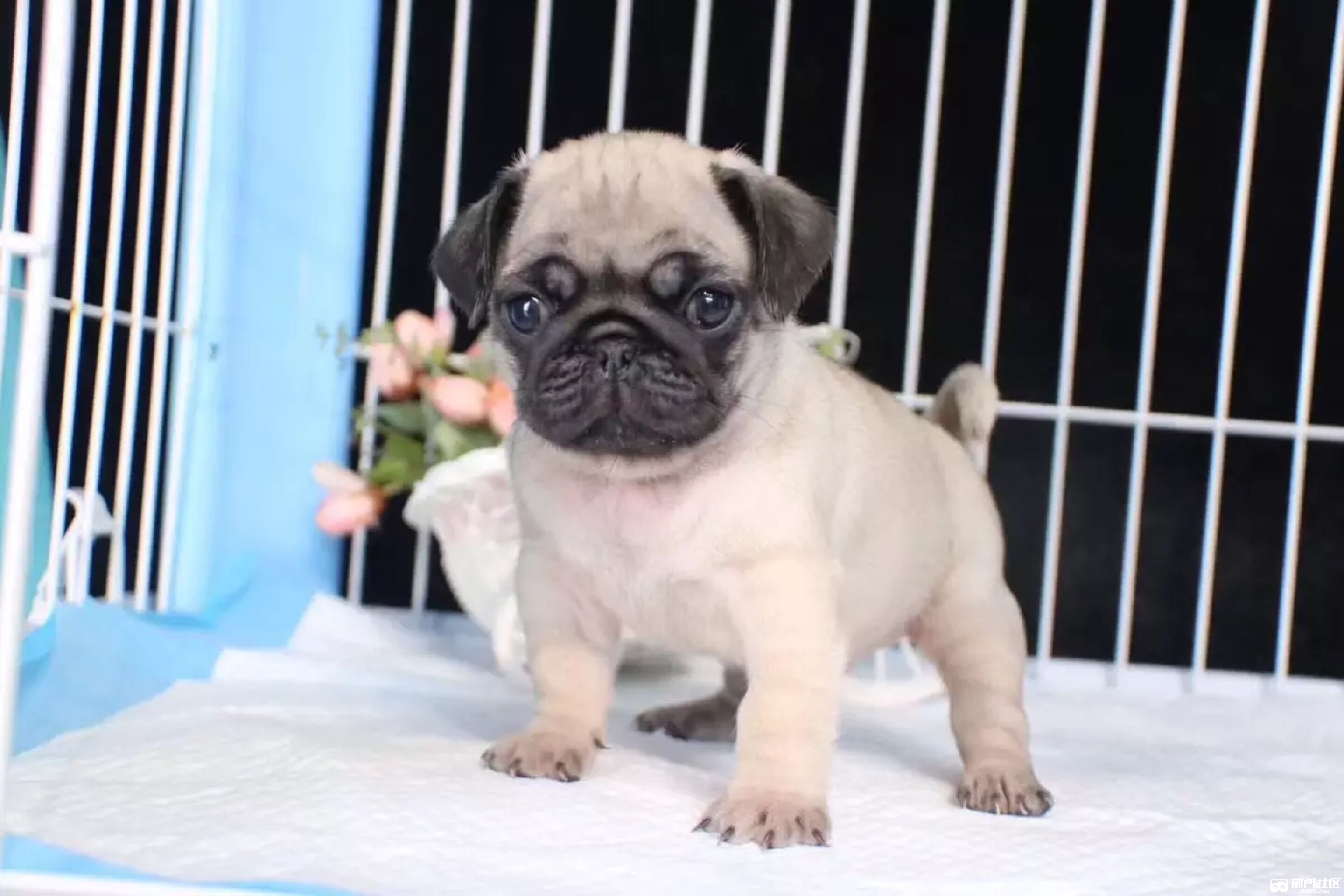 巴哥- 宠物交易中心 - 荆门社区 - 强势媒体 荆门门户 【官网】