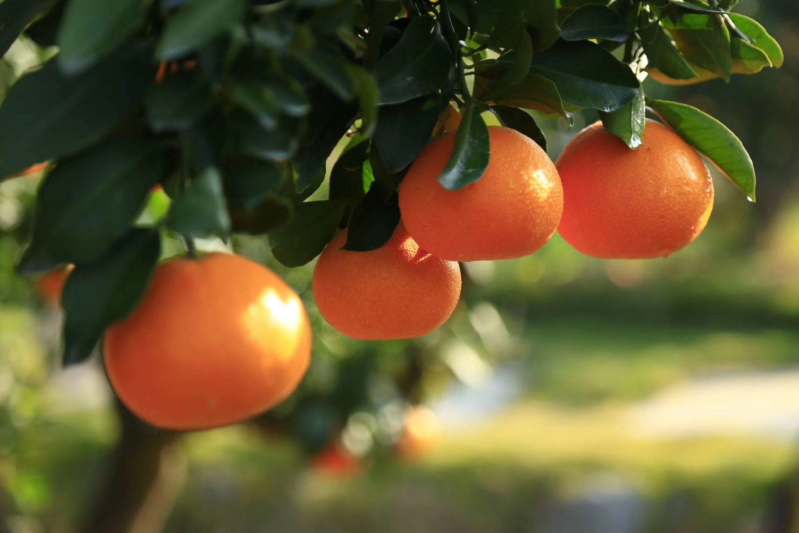 一年好景君须记 最是橙黄橘绿时